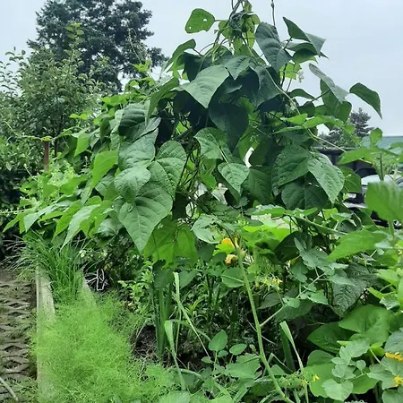 ゲストハウス Landlust!